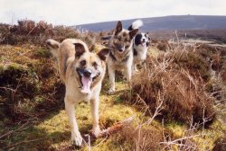 dogs welcome